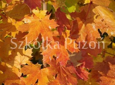 Acer platanoides (klon zwyczajny) (jesień)
