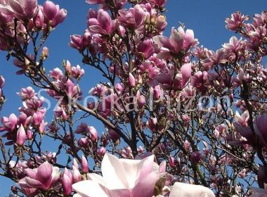 Magnolia x soulangeana (magnolia Soulange'a) 'Alexandrina'