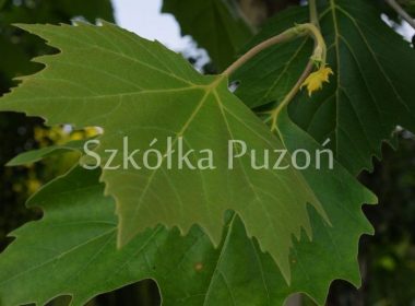 Platanus x hispanica (platan klonolistny) 'Acerifolia'