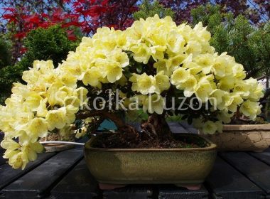 Rhododendron (różanecznik) 'Goldkrone'