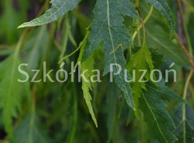 Betula pendula (brzoza brodawkowata) 'Gracilis'