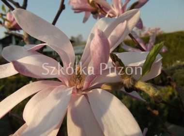 Magnolia stellata (magnolia gwiaździsta) 'Rosea'