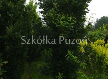 Quercus robur (dąb szypułkowy) 'Fastigiata'