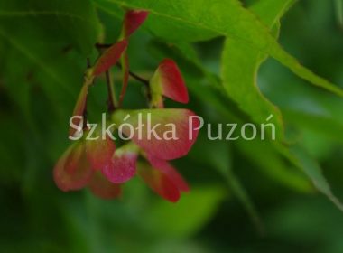 Acer palmatum (klon palmowy) 'Osakazuki'
