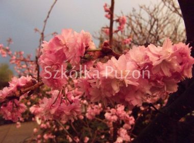 Prunus serrulata (wiśnia piłkowana) 'Kiku-shidare'