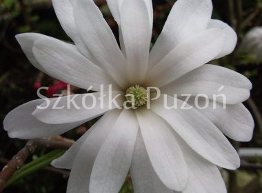Magnolia stellata (magnolia gwiaździsta) 'Royal Star'