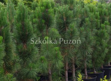 Pinus nigra (sosna czarna) 'Fastigiata RENII'