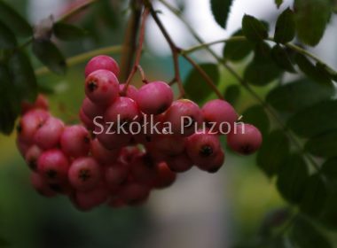 Sorbus aucuparia (jarząb pospolity) 'Pink Veil'