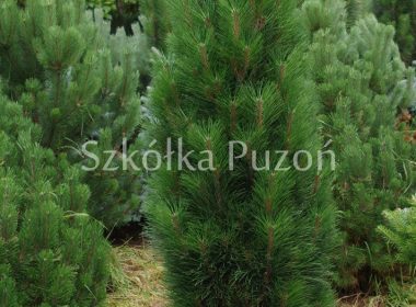 Pinus nigra (sosna czarna) 'Zimmer'