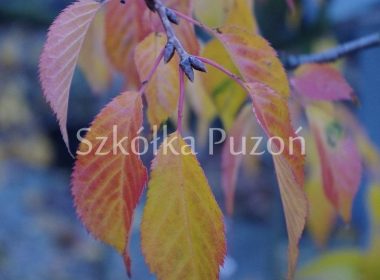 Prunus serrulata (wiśnia piłkowana) 'Kiku-shidare' (jesień)