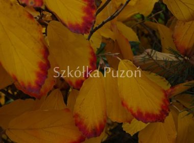 Hamamelis x intermedia (oczar pośredni) 'Pallida' (jesień)