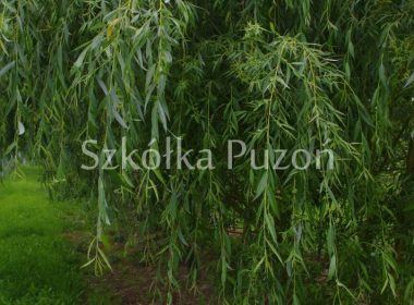 Salix alba (wierzba biała) 'Tristis'