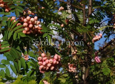 Sorbus aucuparia (jarząb pospolity) 'Pink Veil'