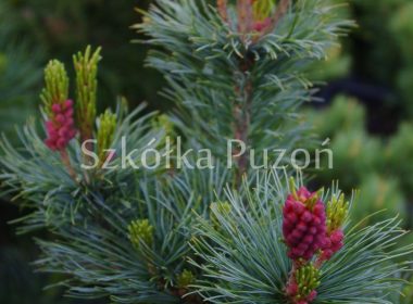 Pinus parviflora (sosna drobnokwiatowa) 'Glauca'