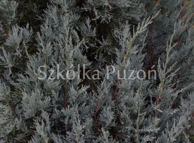 Juniperus scopulorum (jałowiec skalny) 'Blue Heaven'