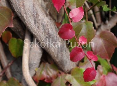 Parthenocissus tricuspidata (winobluszcz trójklapowy) 'Veitchii' (jesień)