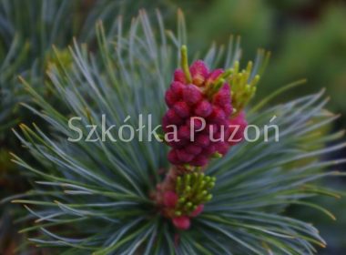 Pinus parviflora (sosna drobnokwiatowa) 'Glauca'