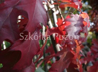 Quercus rubra (dąb czerwony) (jesień)