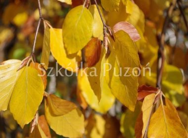 Fagus sylvatica (buk pospolity) 'Pendula' (jesień)