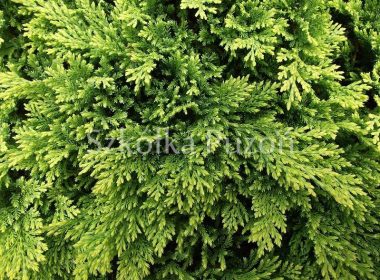 Juniperus horizontalis (jałowiec płożący) 'Golden Carpet'