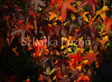 Liquidambar styraciflua (ambrowiec amerykański) (jesień)