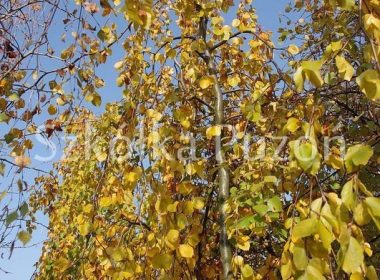 Fagus sylvatica (buk pospolity) 'Pendula' (jesień)