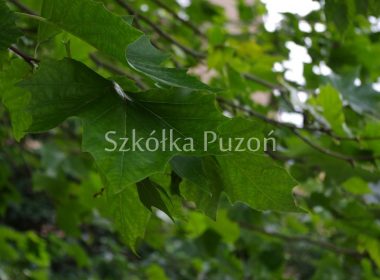 Platanus x hispanica (platan klonolistny) 'Acerifolia'