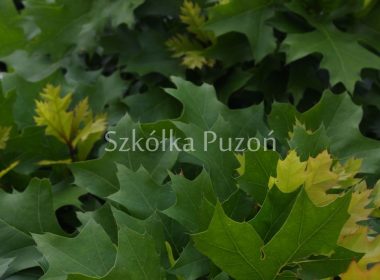 Quercus palustris (dąb błotny) 'Green Dwarf'