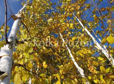 Betula utilis (brzoza pożyteczna) 'Doorenbos' (jesień)