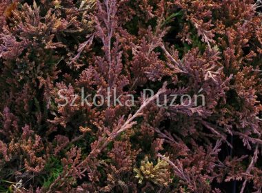 Juniperus horizontalis (jałowiec płożący) 'Golden Carpet' (zimą)