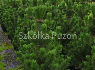 Pinus mugo (sosna górska) 'Pal Maleter'