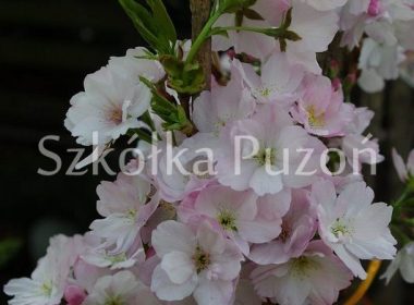 Prunus serrulata (wiśnia piłkowana) 'Amanogawa'