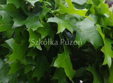 Quercus palustris (dąb błotny) 'Green Dwarf'