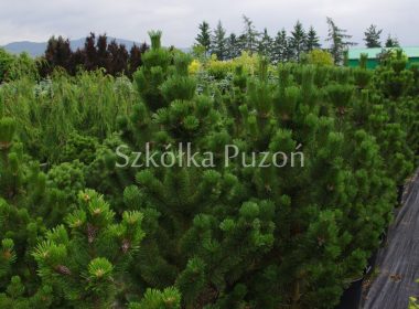 Pinus mugo (sosna górska) 'Pal Maleter'