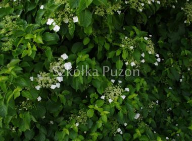 Hydrangea anomala subsp. petiolaris (hortensja pnąca)
