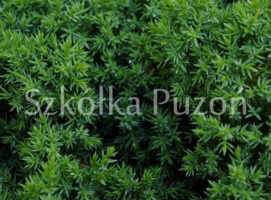 Juniperus procumbens (jałowiec rozesłany) 'Nana'