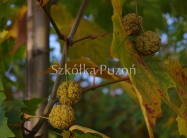 Platanus x hispanica (platan klonolistny) 'Acerifolia' (jesień)
