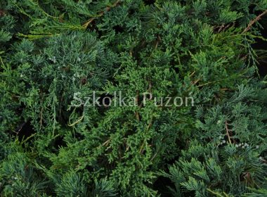 Juniperus horizontalis (jałowiec płożący) 'Wiltonii'