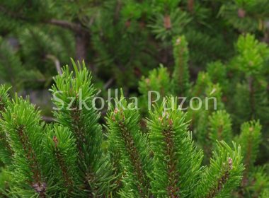 Pinus mugo (sosna górska) 'Concorta'