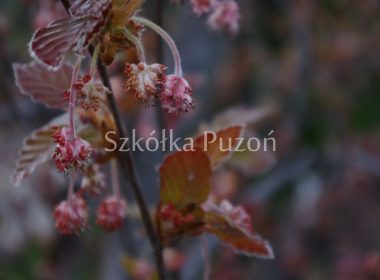 Fagus sylvatica (Buk pospolity) 'Purpurea' (wiosna)