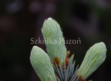 Picea pungens (świerk kłujący) 'Oldenburg' (wiosna)