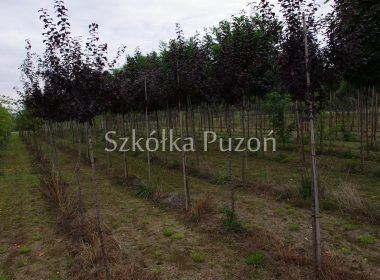 Prunus (śliwa) 'Pissardii'
