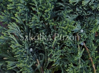 Juniperus horizontalis (jałowiec płożący) 'Wiltonii'