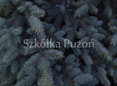 Picea pungens (świerk kłujący) 'Hopsii'