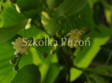 Tilia caucasica (lipa kaukaska)