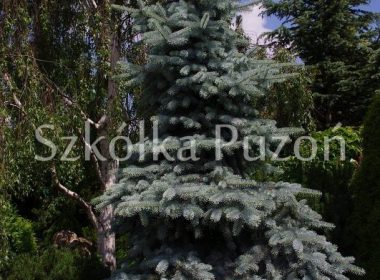 Picea pungens (świerk kłujący) 'Oldenburg'