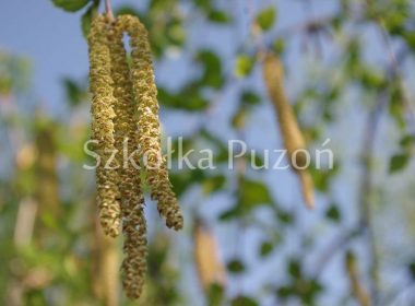 Betula utilis (brzoza pożyteczna) 'Long Trunk' (wiosna)