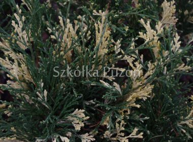 Juniperus sabina (jałowiec sabiński) 'Variegata'