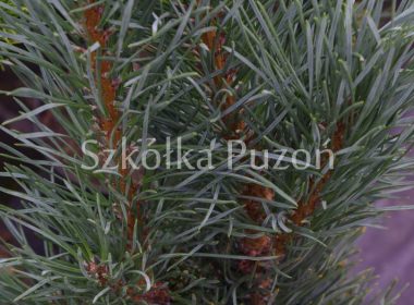 Pinus sylvestris (sosna pospolita) 'Fastigiata'