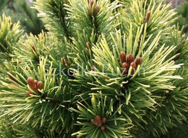 Pinus mugo (sosna górska) 'Ophir'